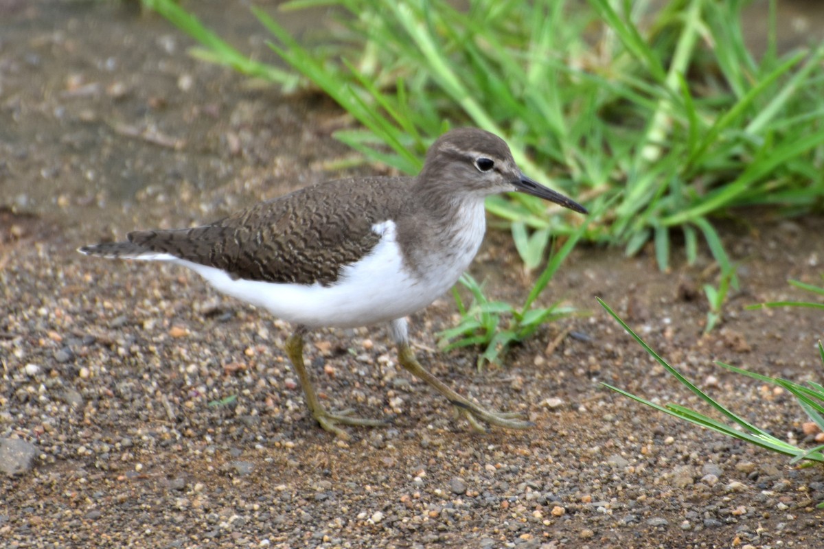 Common Sandpiper - ML646356777