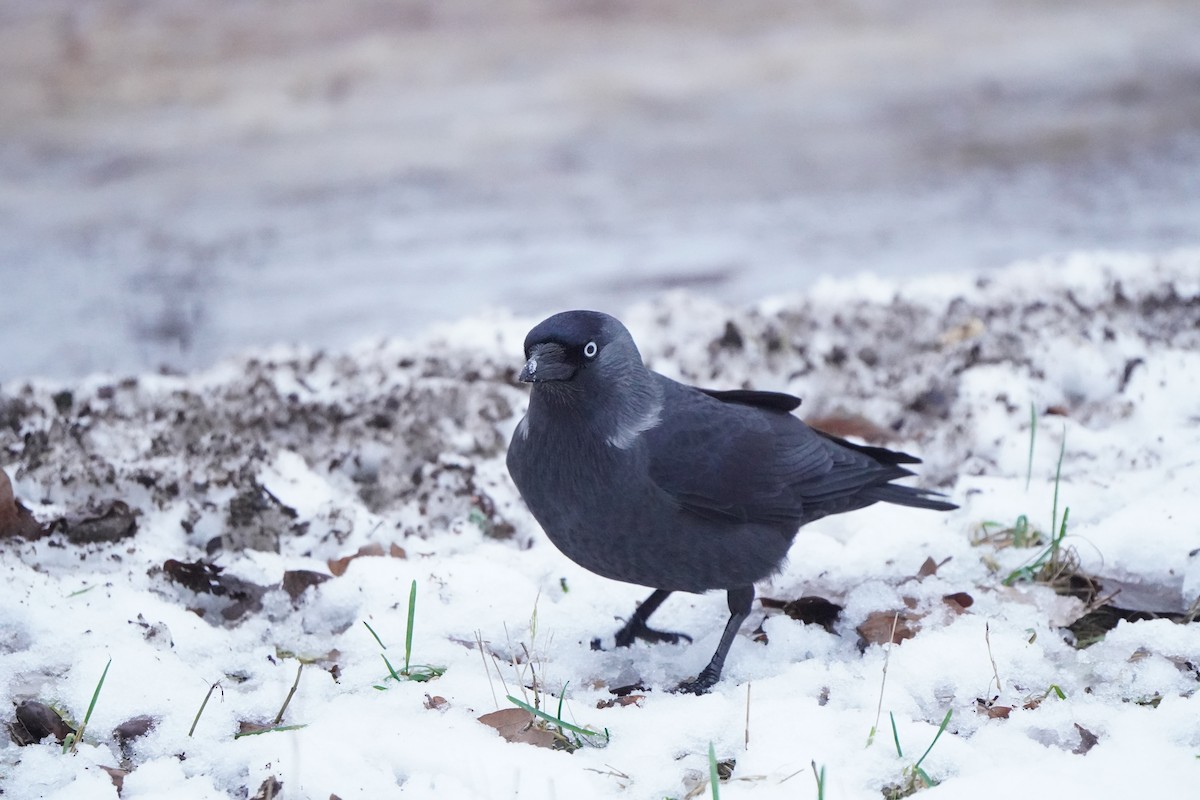 Eurasian Jackdaw - ML646356778