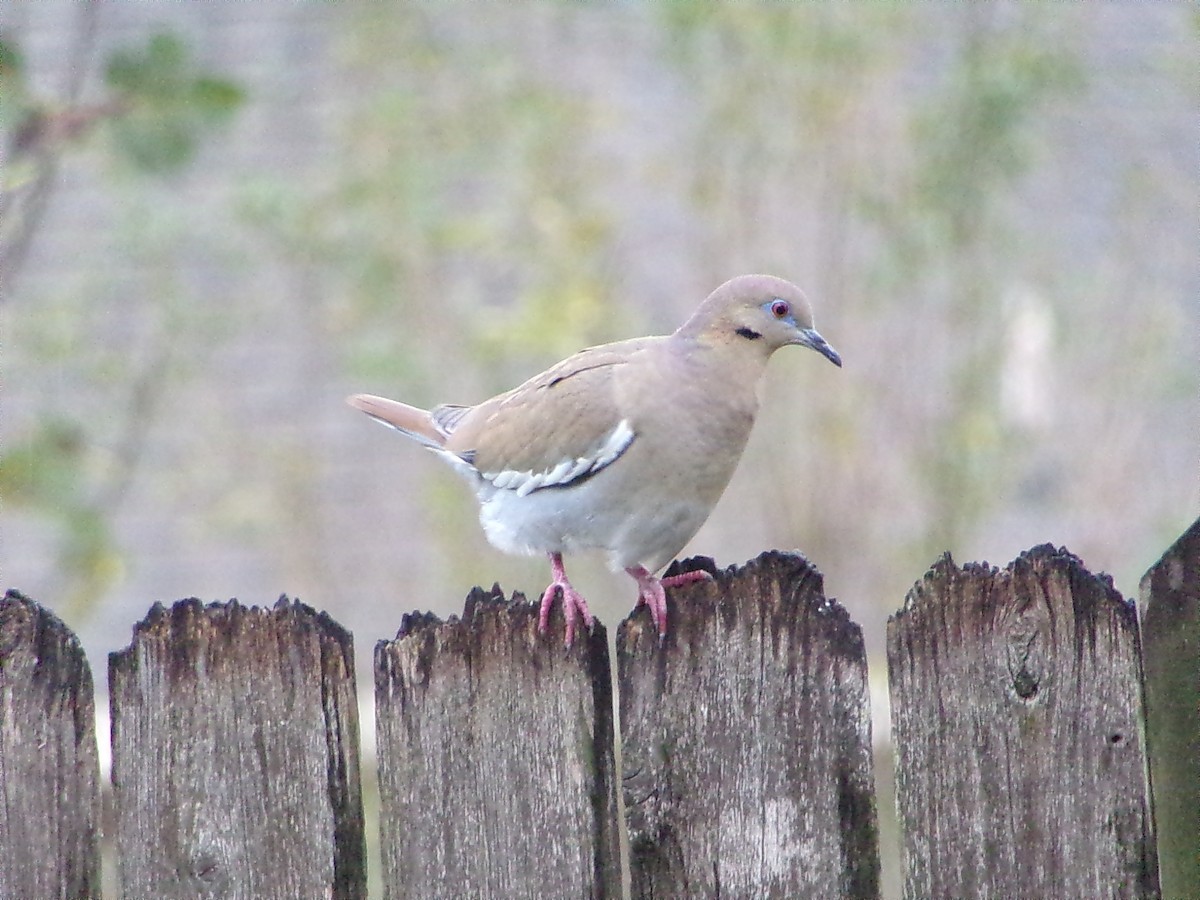 Ak Kanatlı Kumru - ML646356784