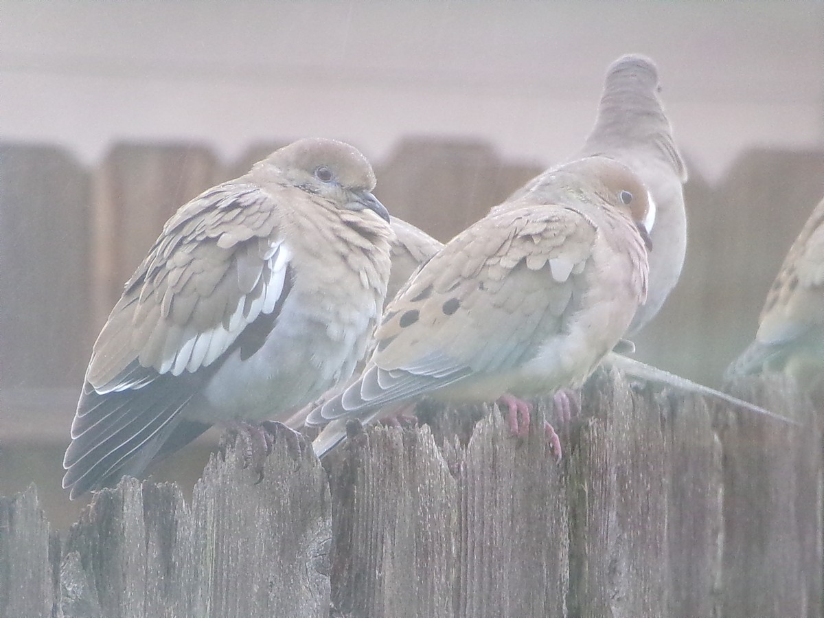 Ak Kanatlı Kumru - ML646356785