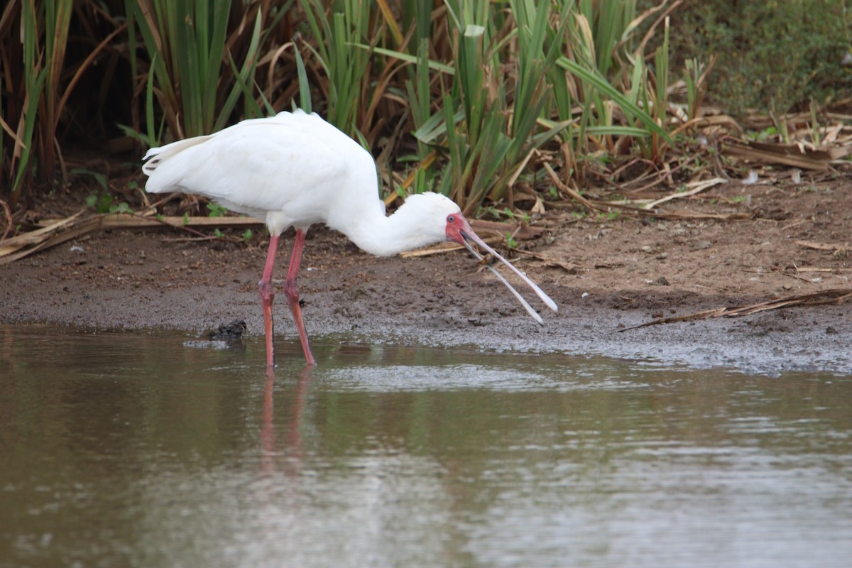 African Spoonbill - ML646356793