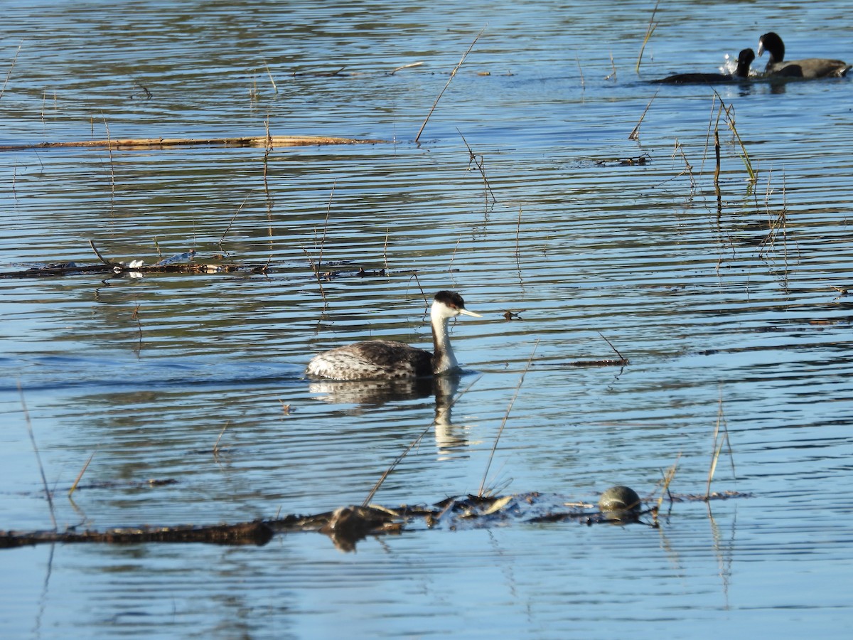 Western Grebe - ML646356794