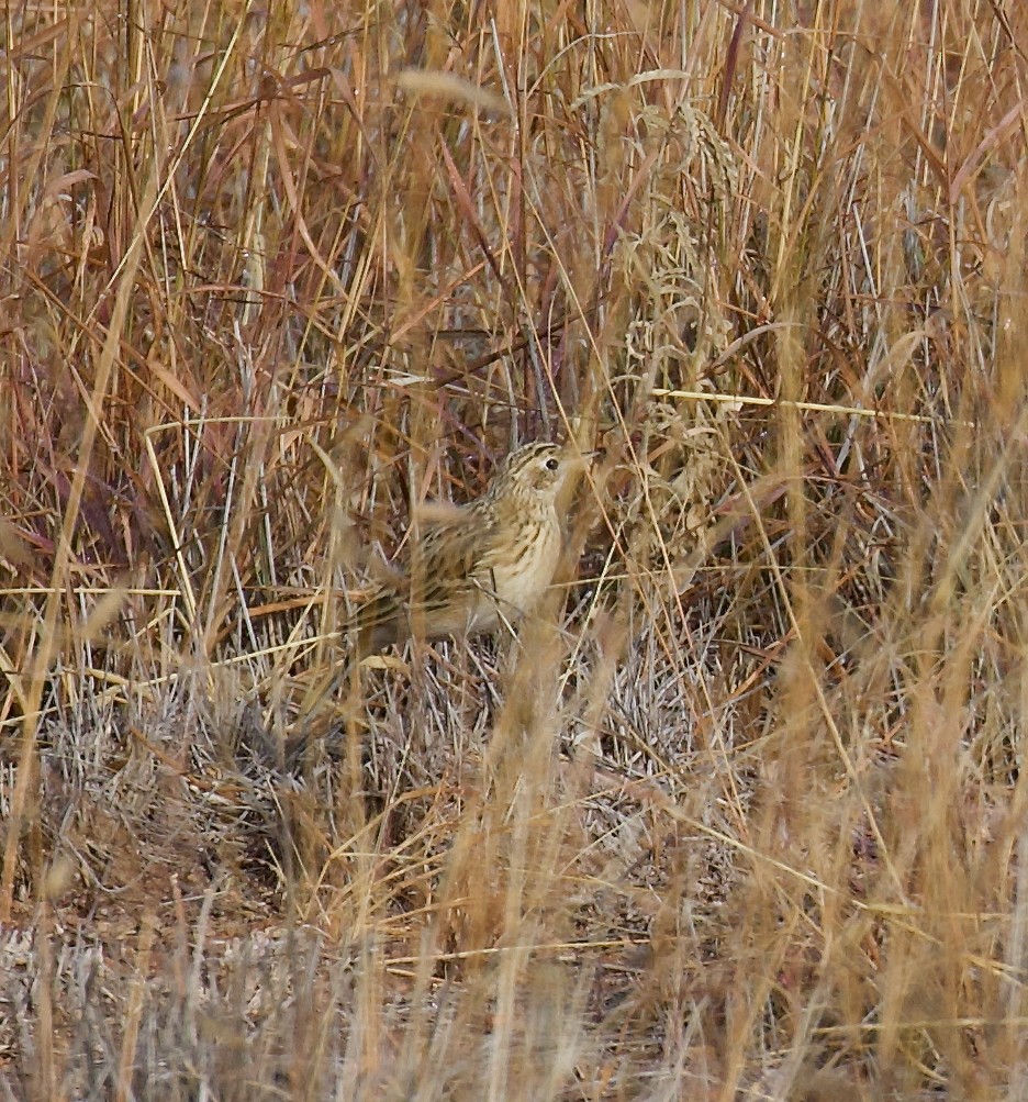 Sprague's Pipit - ML646356796