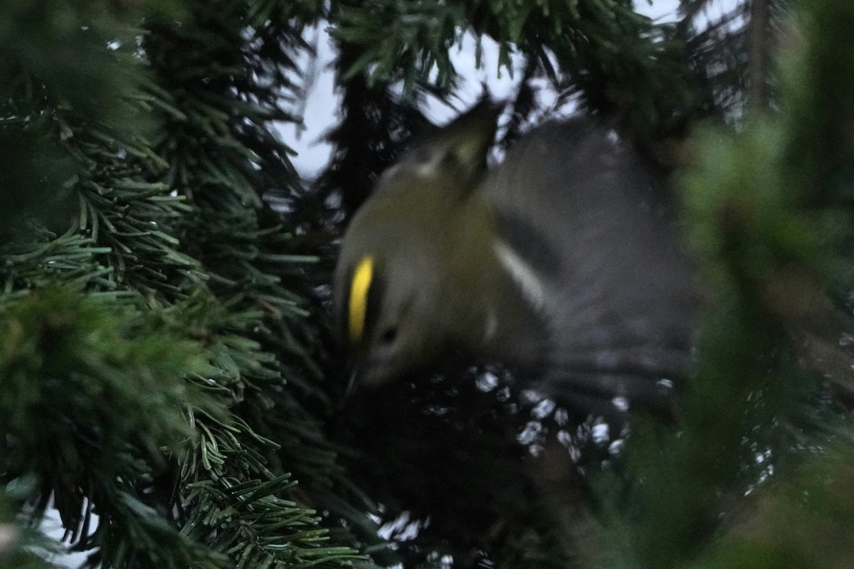 Goldcrest - ML646356799