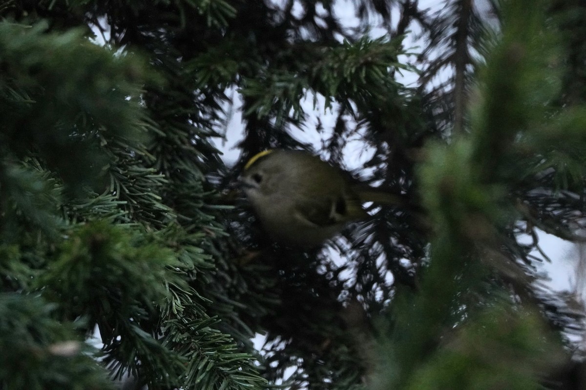 Goldcrest - ML646356800