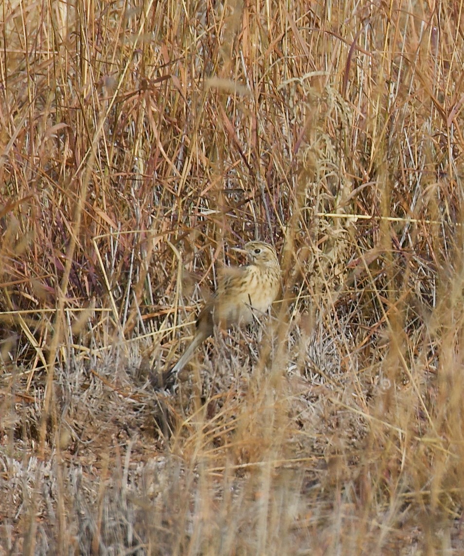 Sprague's Pipit - ML646356801