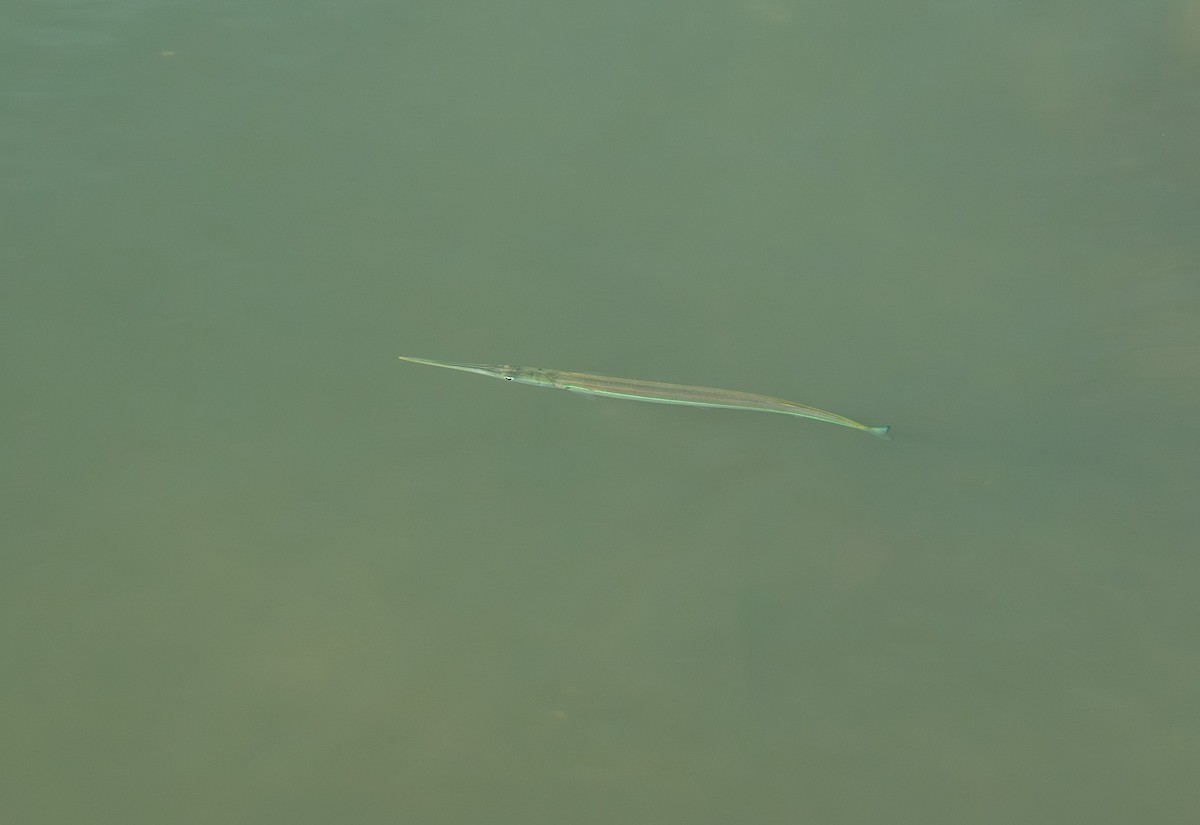 Atlantic Needlefish - ML646356802