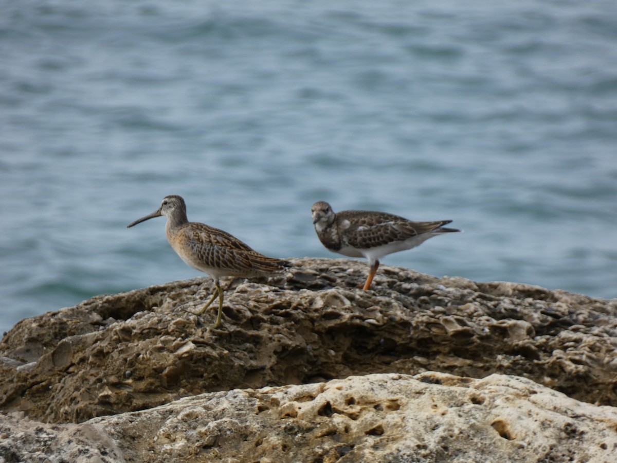 Short-billed Dowitcher - ML646356803