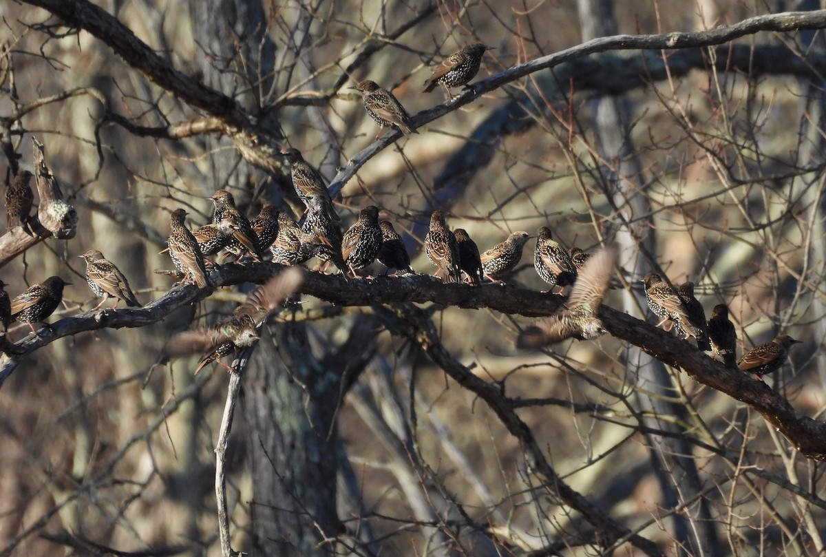 špaček obecný - ML646356804