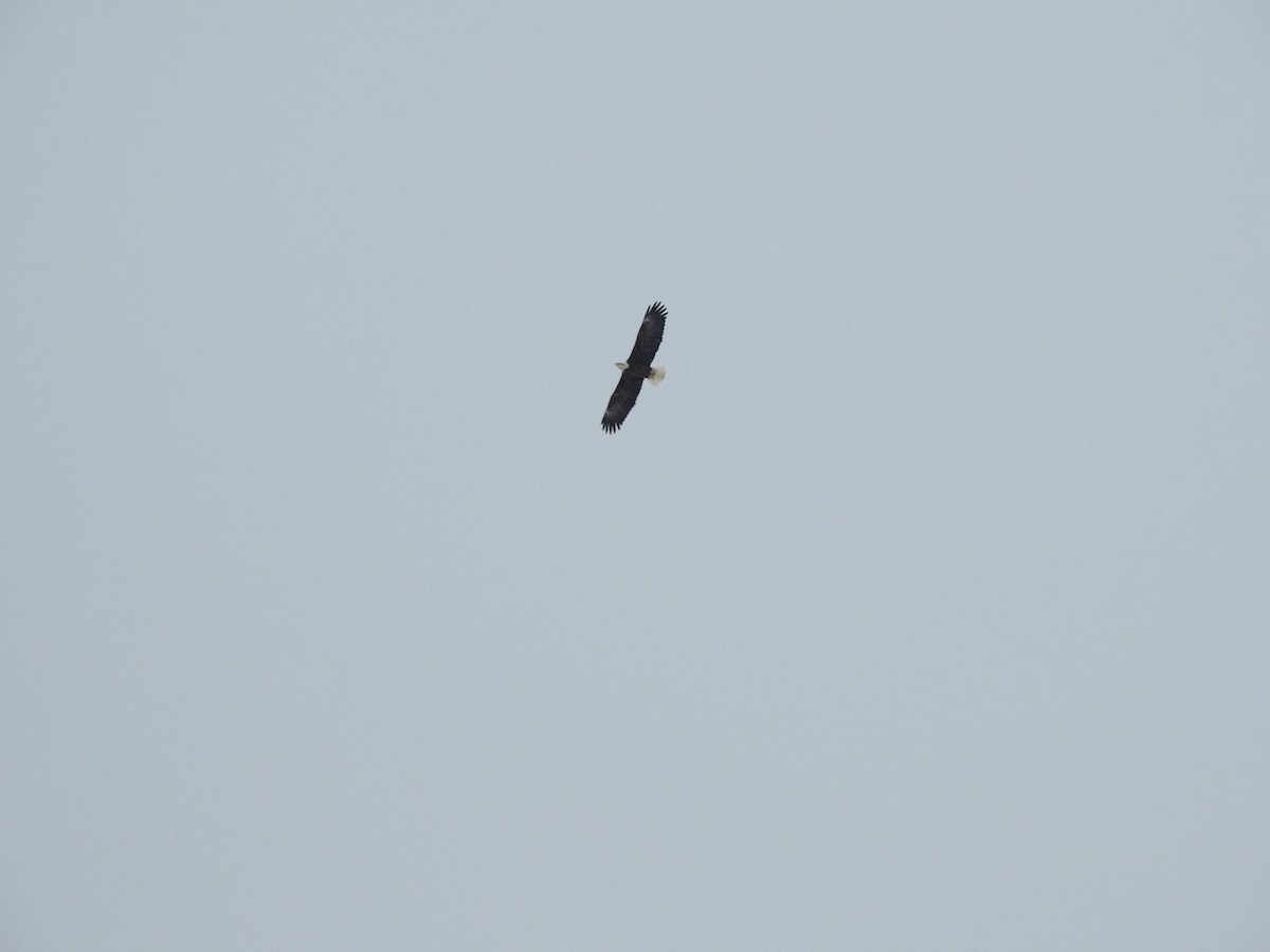 Bald Eagle - ML646356806