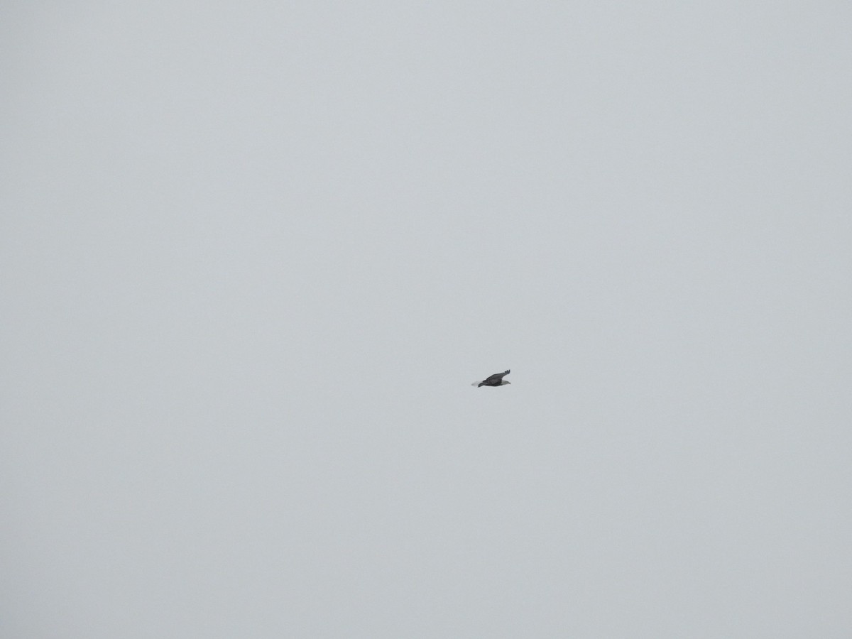 Bald Eagle - ML646356807