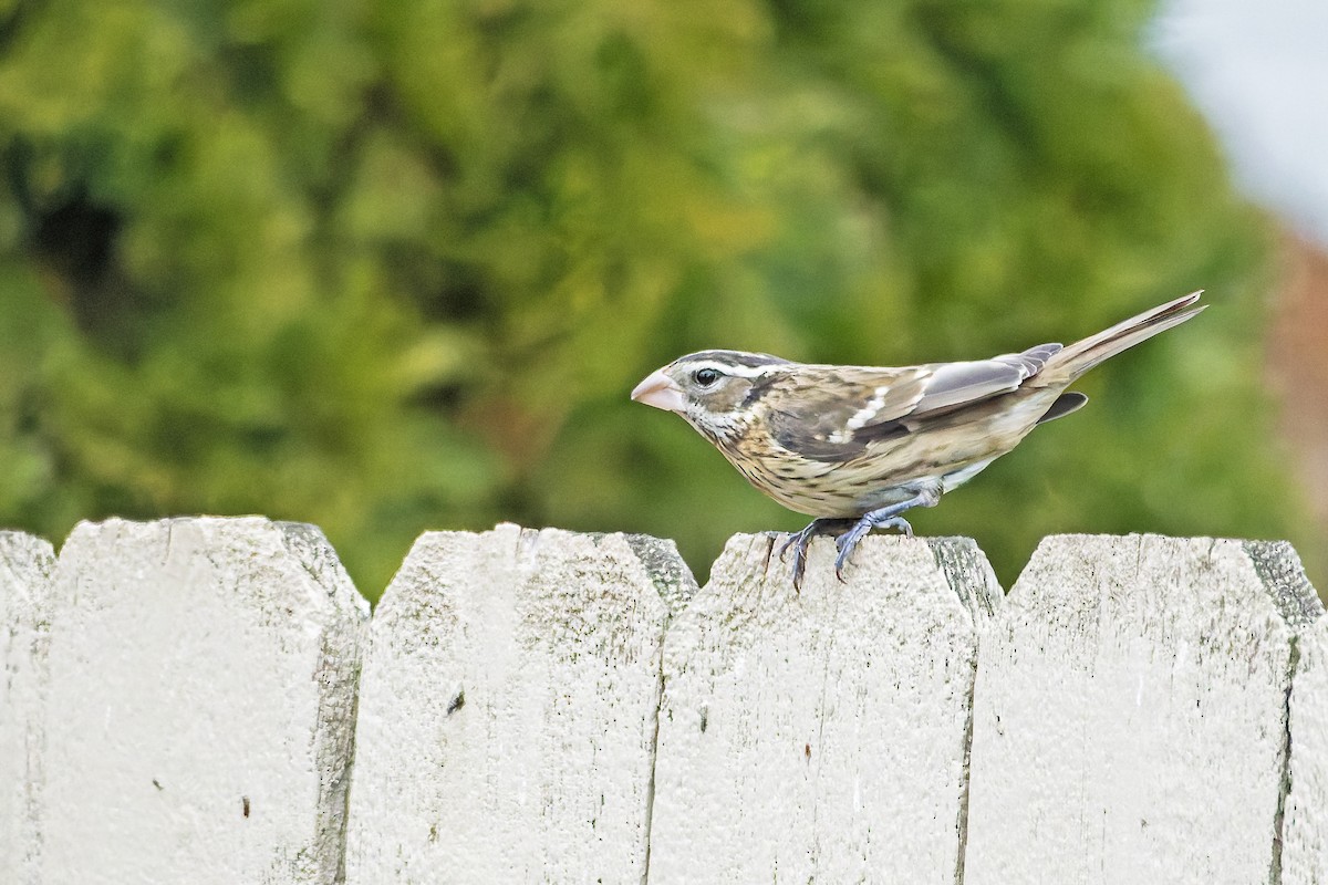 Rose-breasted Grosbeak - ML646356808