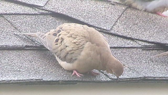 Zenaida arrunta - ML646356820