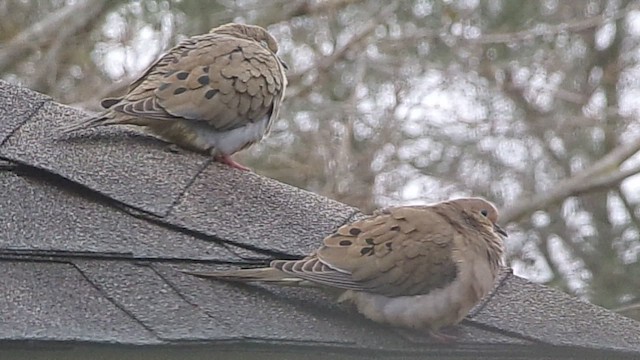 Zenaida arrunta - ML646356822