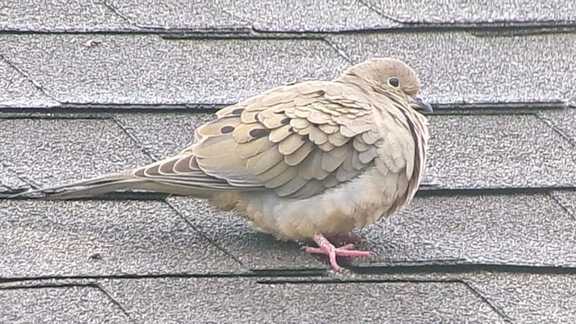 Zenaida arrunta - ML646356823