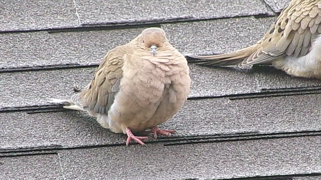 Zenaida arrunta - ML646356826