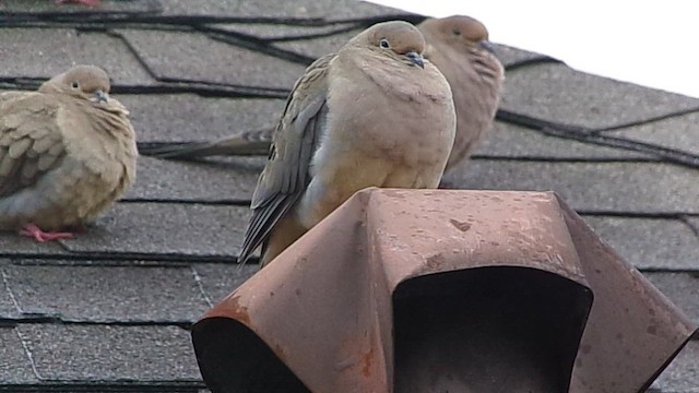 Zenaida arrunta - ML646356827