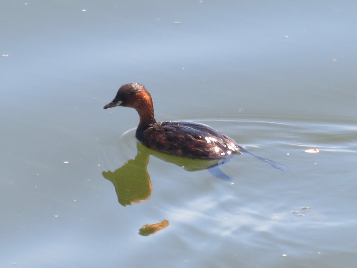Little Grebe - ML646356828