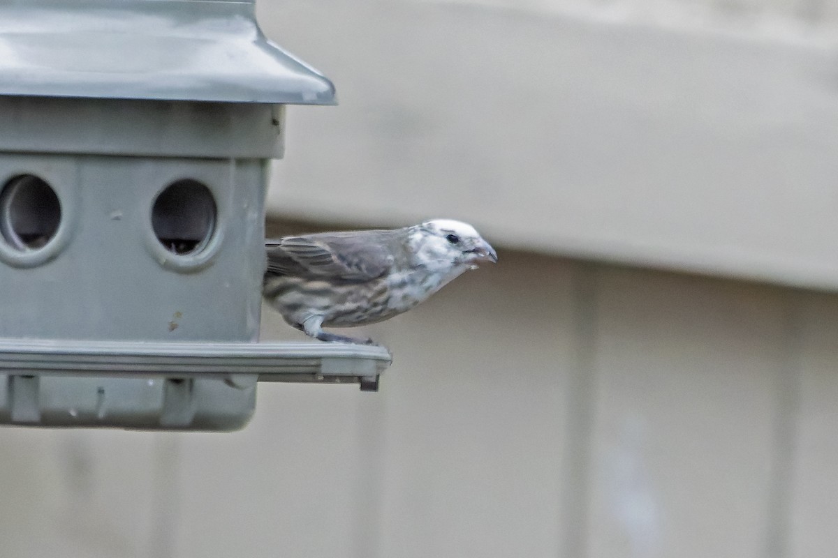 House Finch - ML646356829
