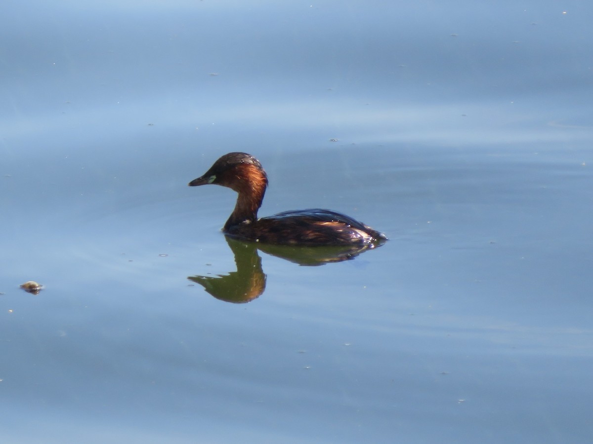 Little Grebe - ML646356830