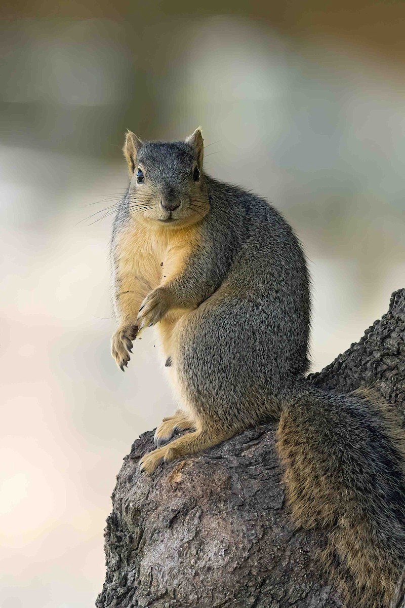 Animals - ML646356832