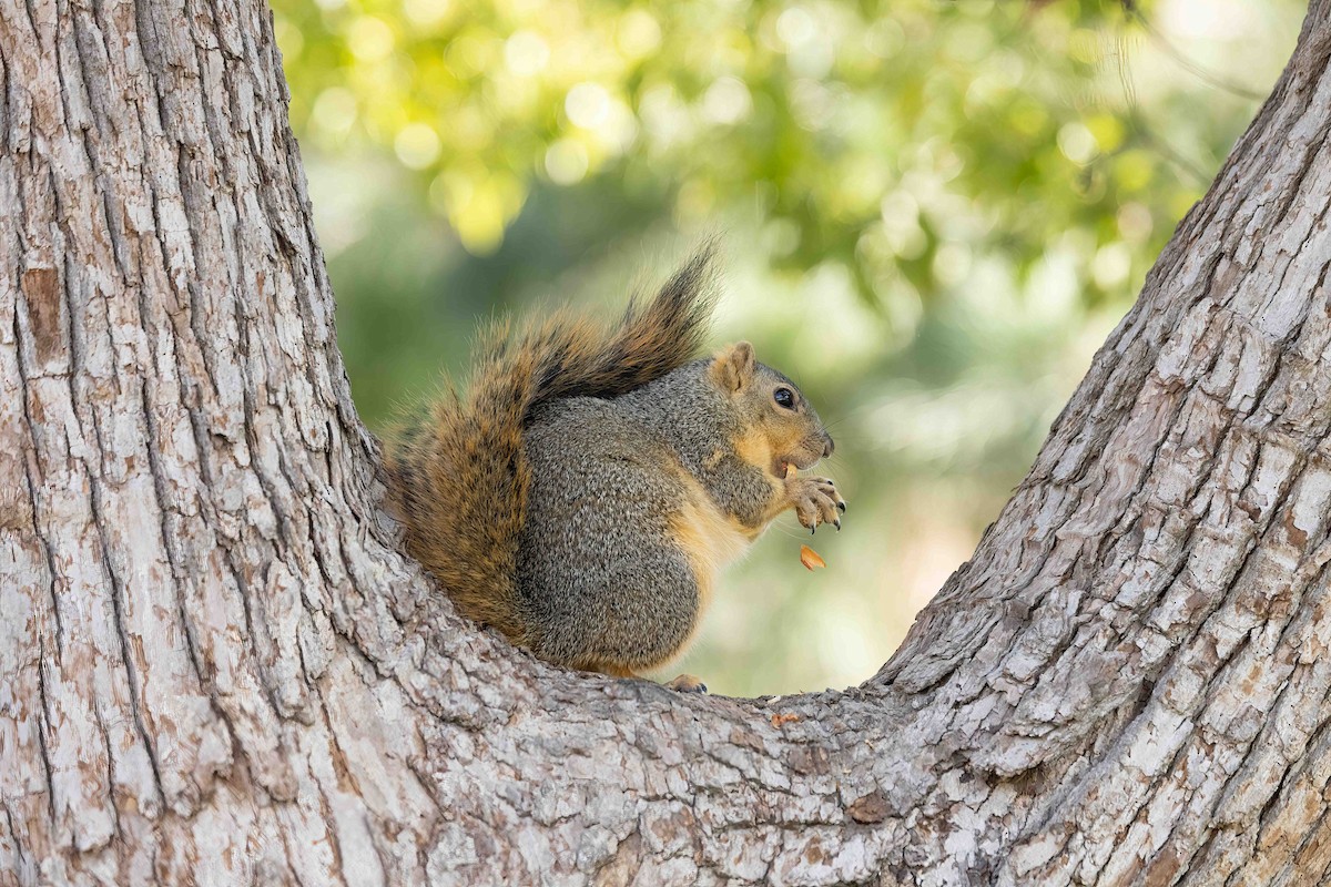 Animals - ML646356835