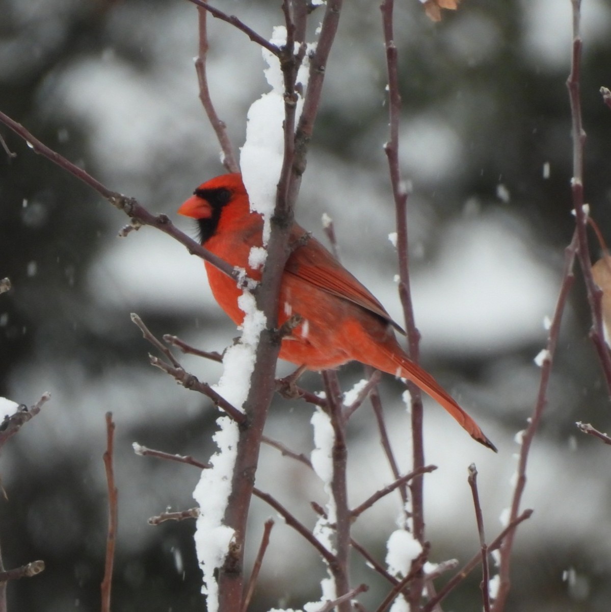 Northern Cardinal - ML646356836