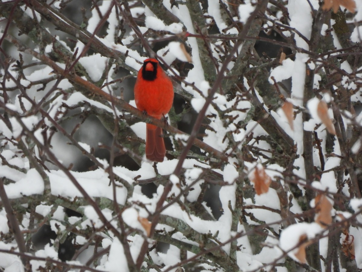 Northern Cardinal - ML646356837