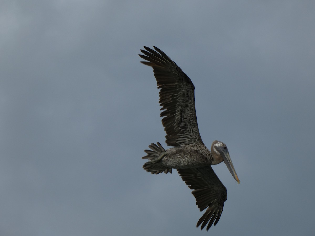 Brown Pelican - ML646356839