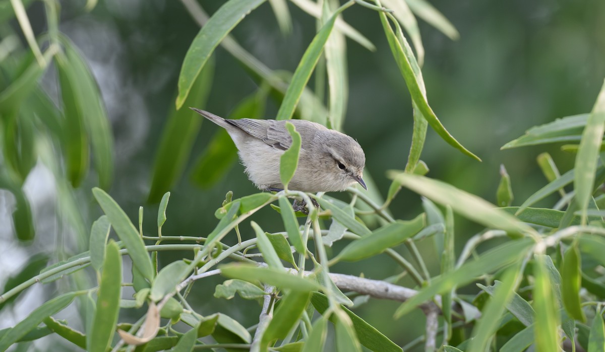 Plain Leaf Warbler - ML646356840