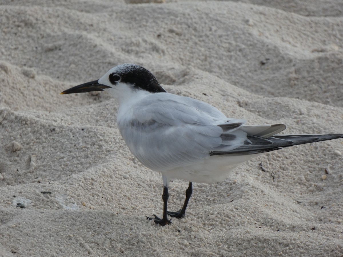 Sandwich Tern - ML646356841