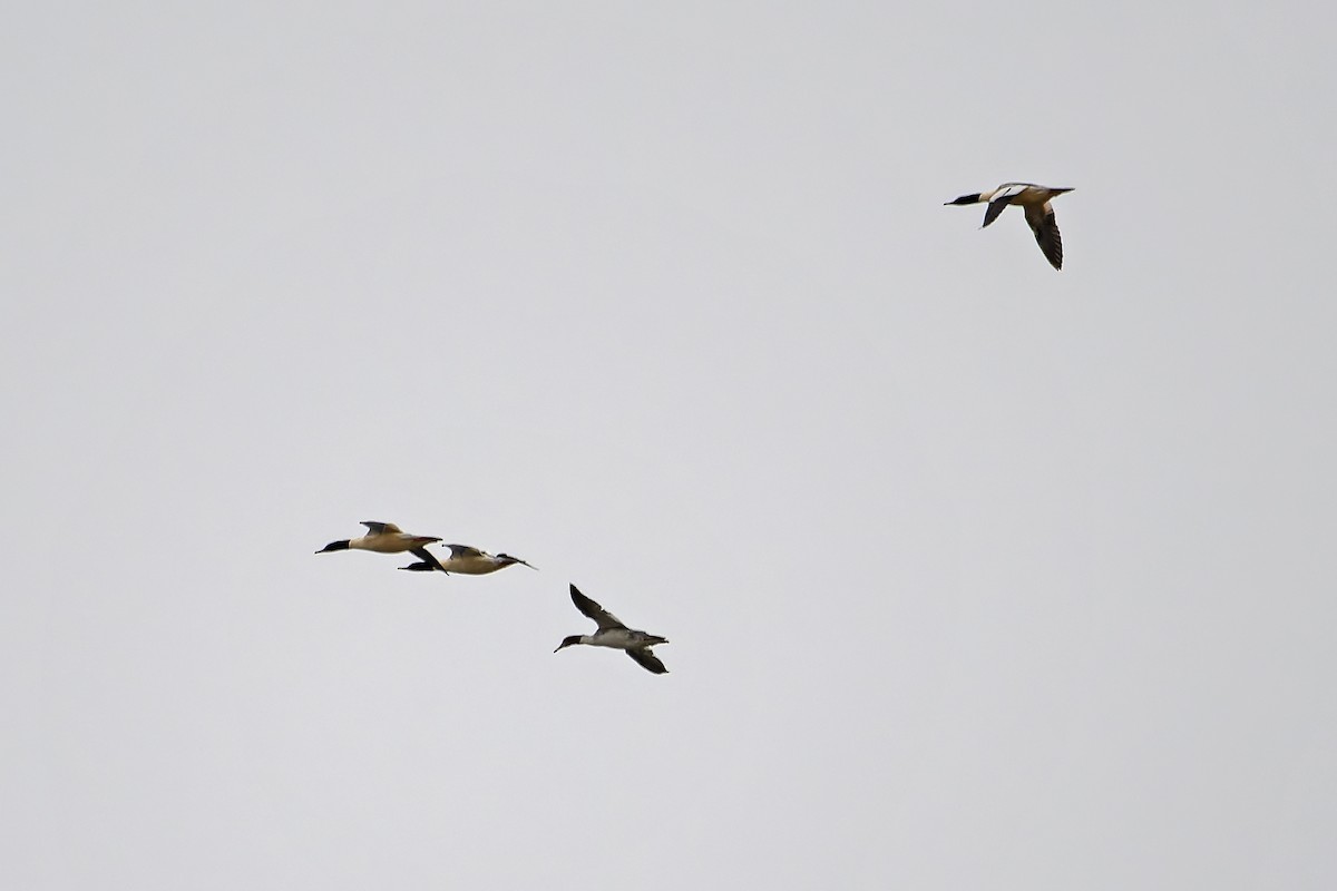 Common Merganser - ML646356842