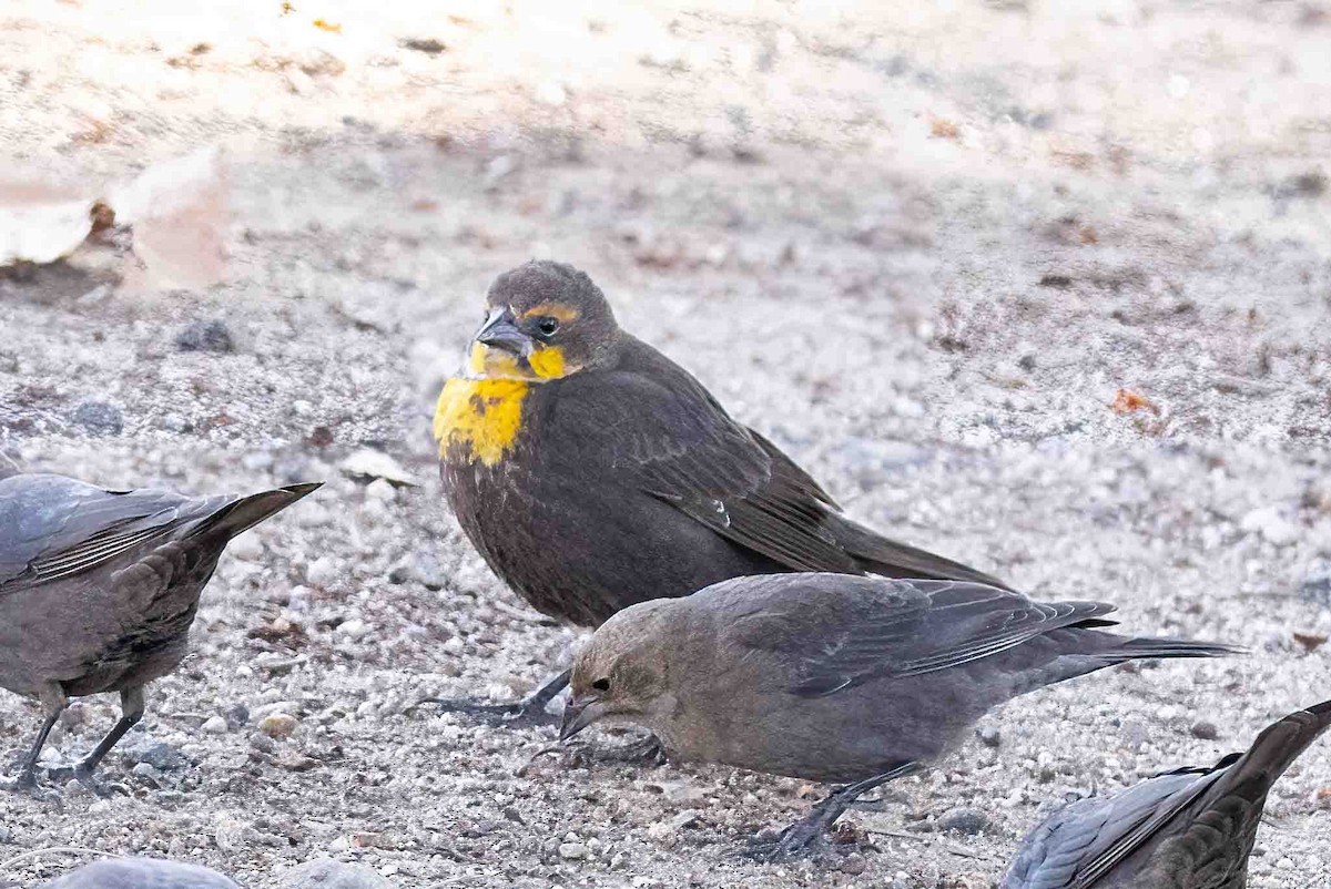 Yellow-headed Blackbird - ML646356857