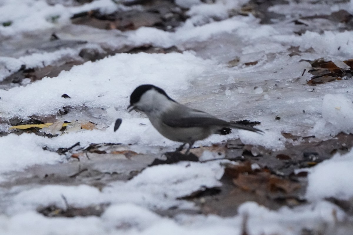 Willow Tit - ML646356858
