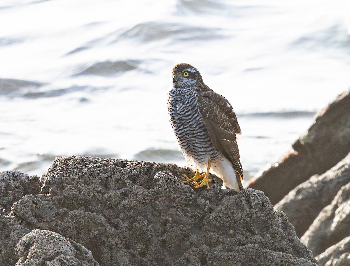 Eurasian Sparrowhawk - ML646356861