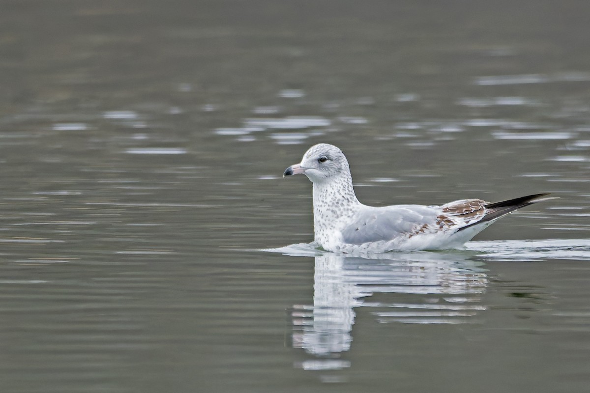 Ring-billed Gull - ML646356862