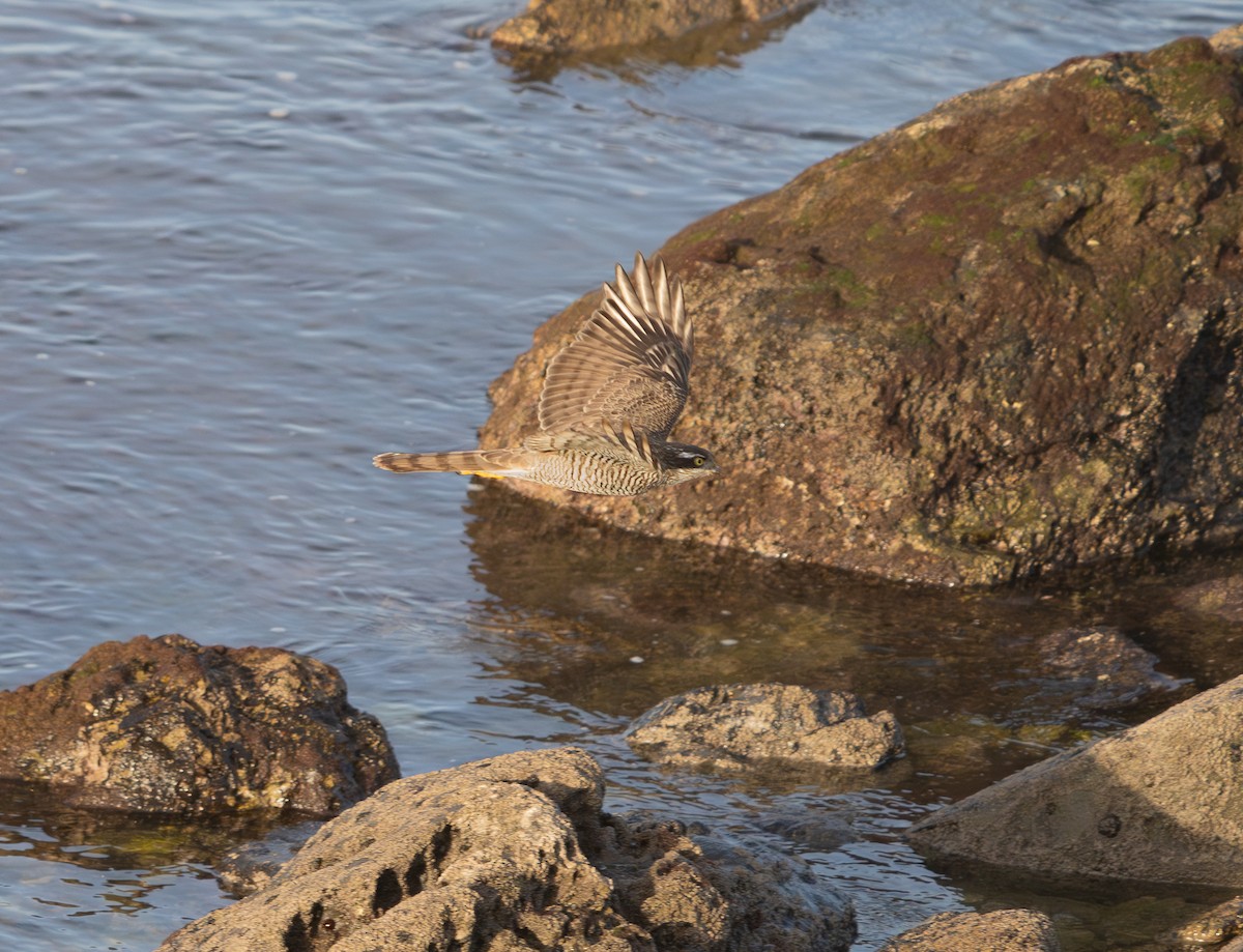 Eurasian Sparrowhawk - ML646356863
