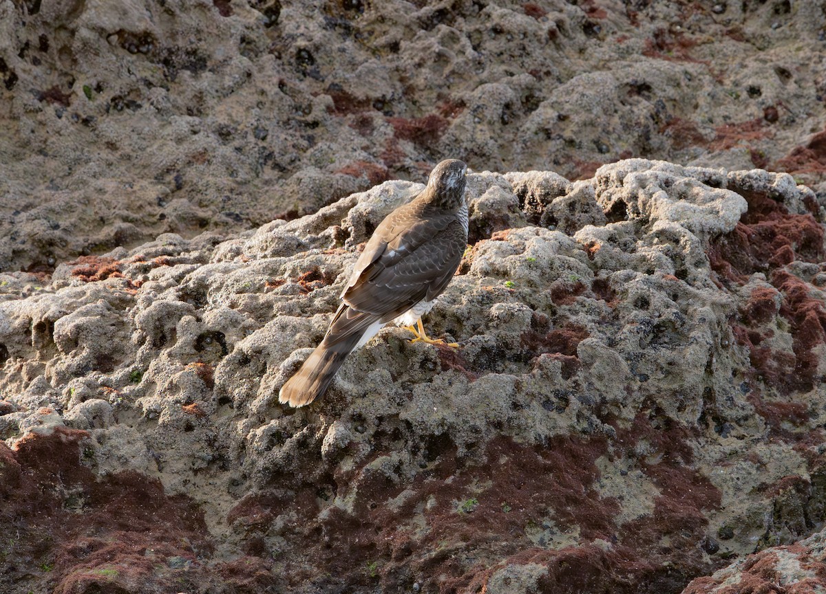 Eurasian Sparrowhawk - ML646356865
