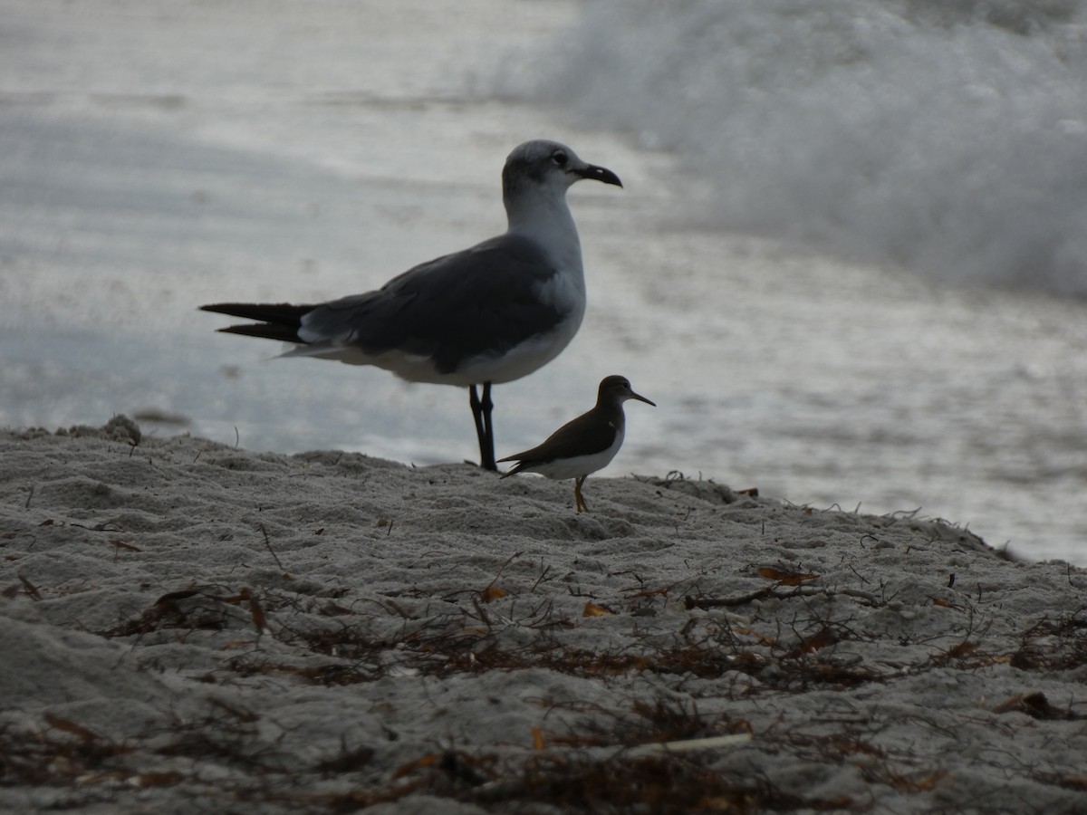 Spotted Sandpiper - ML646356872