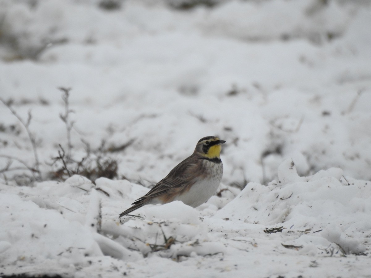 Horned Lark - ML646356873