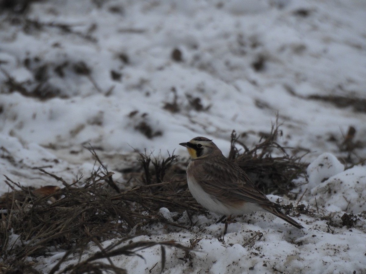Horned Lark - ML646356874
