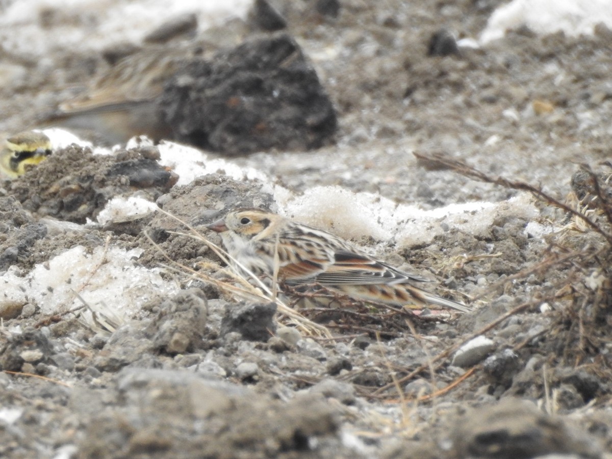 Lapland Longspur - ML646356876