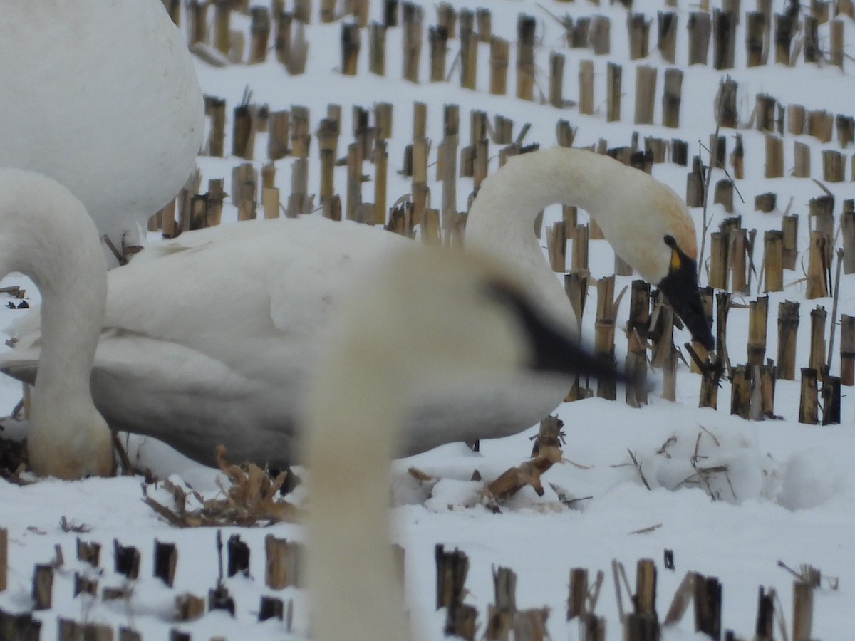 Tundra Swan - ML646356877