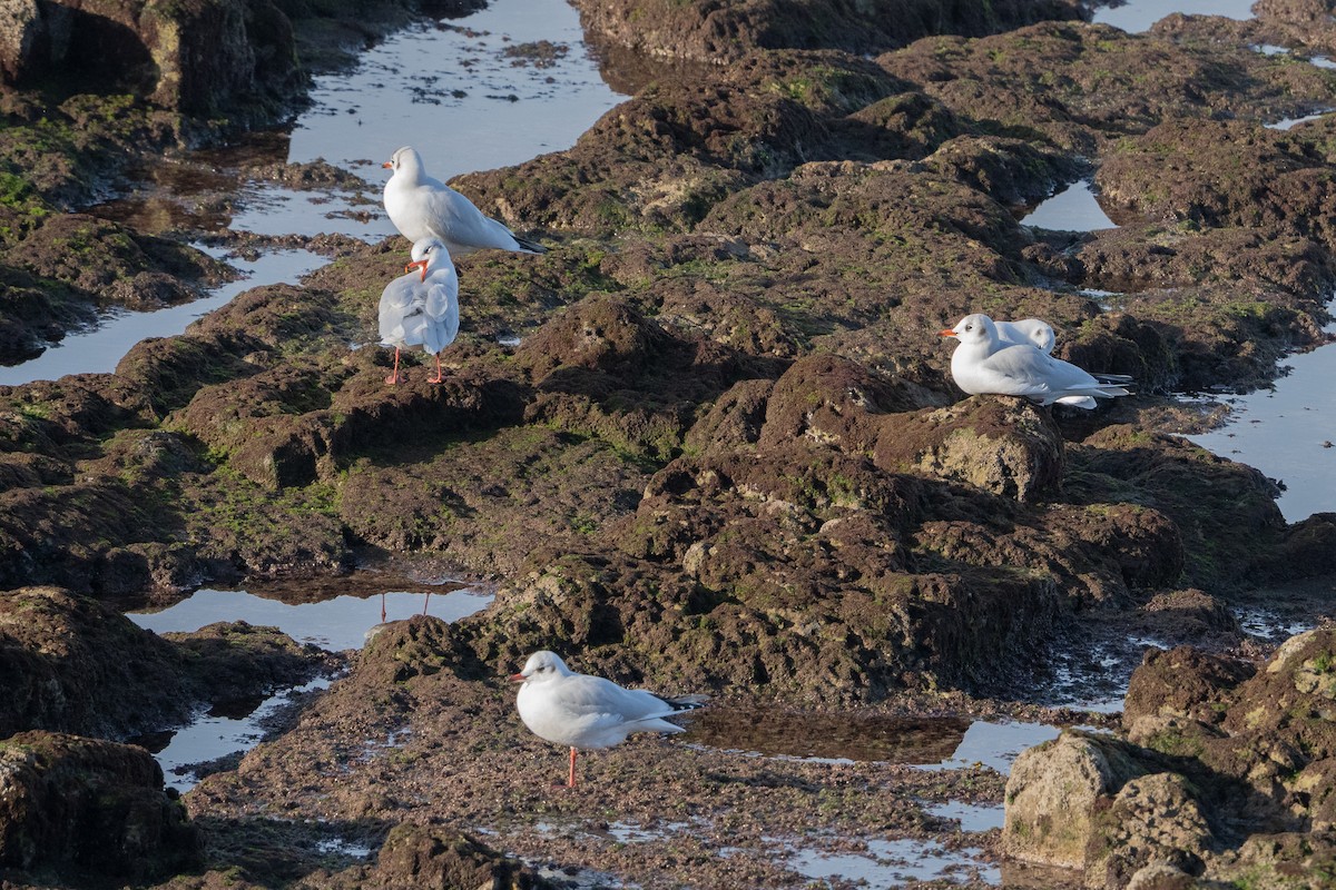 Black-headed Gull - ML646356878