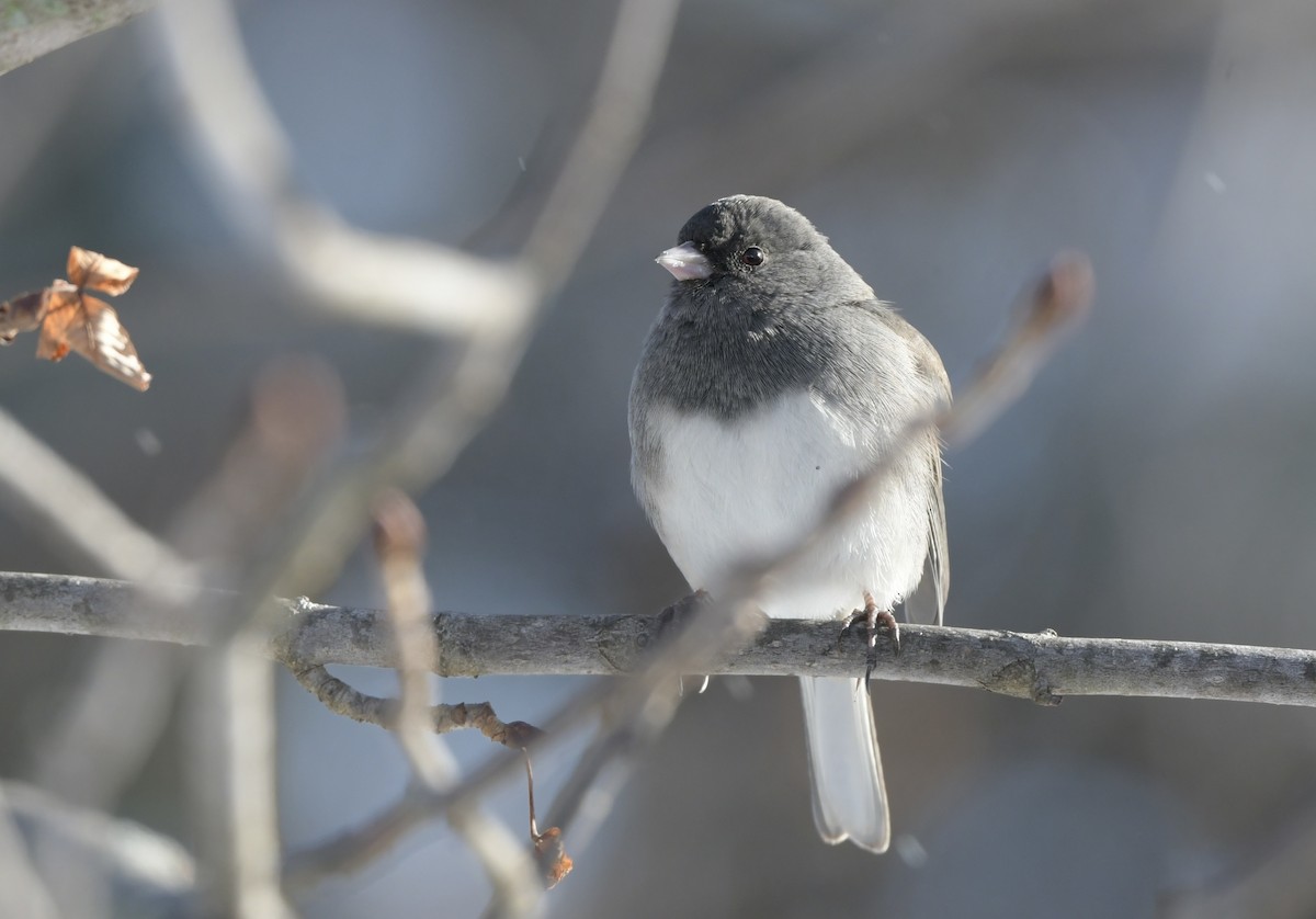 Dark-eyed Junco (Slate-colored) - ML646356881