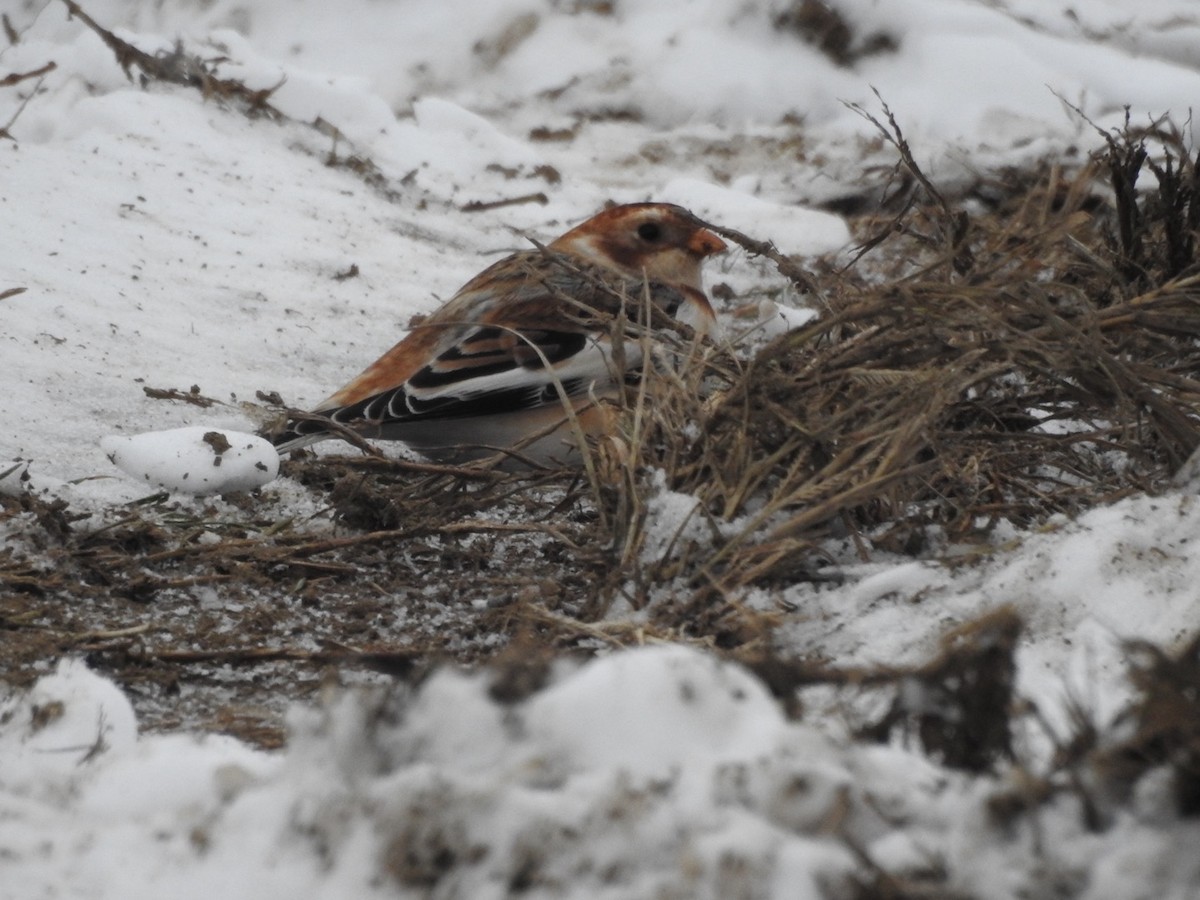 Snow Bunting - ML646356883