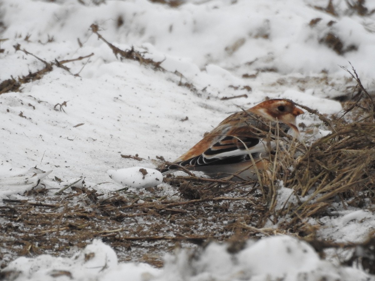 Snow Bunting - ML646356884