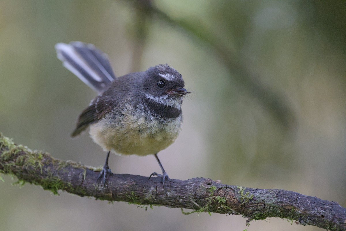 New Zealand Fantail - ML646356886