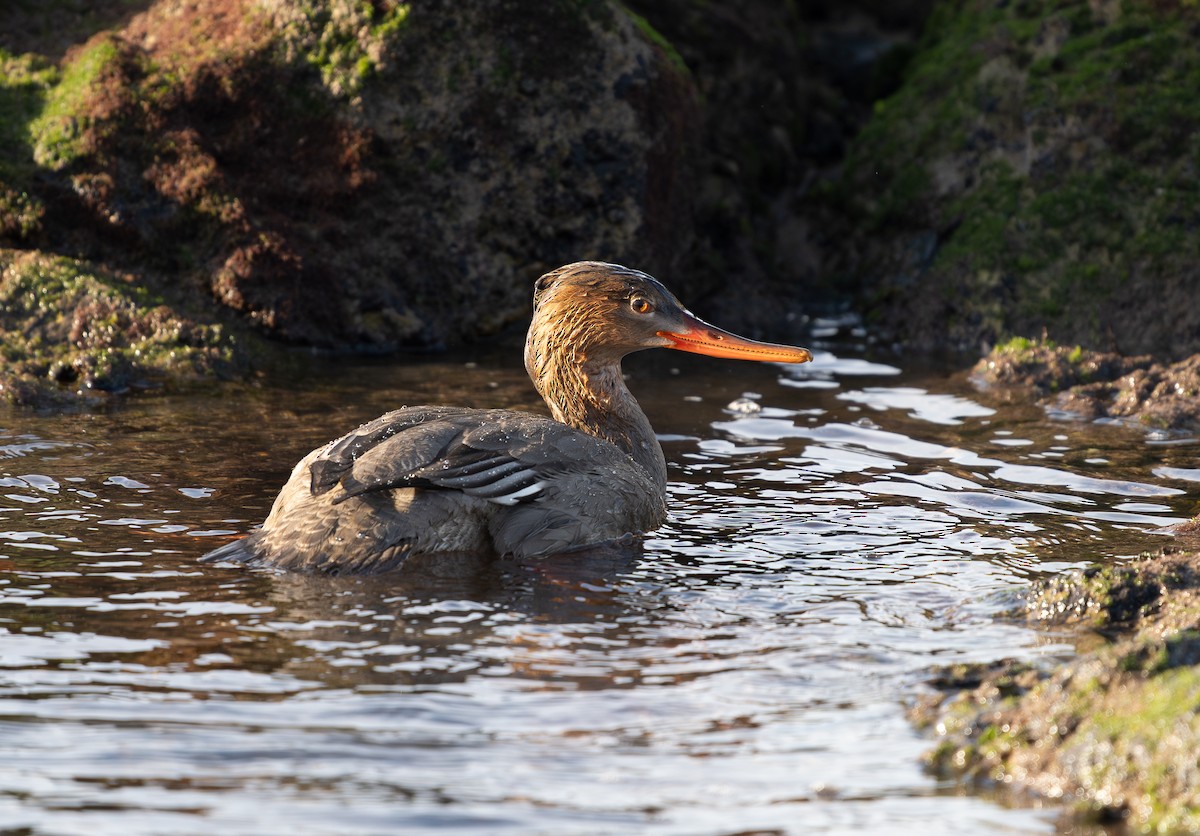 Red-breasted Merganser - ML646356887