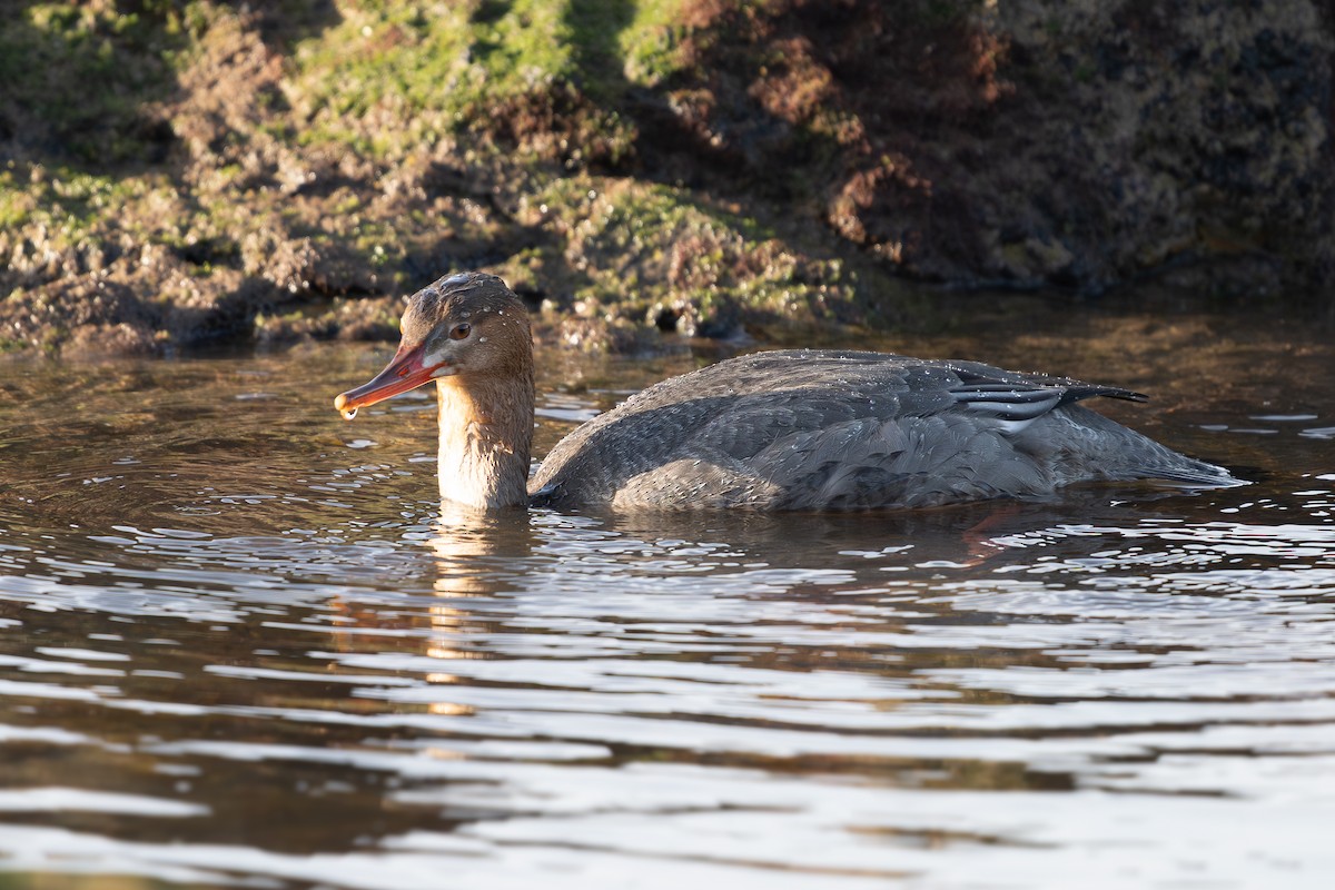 Red-breasted Merganser - ML646356888